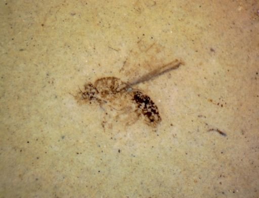 undet. Diptera