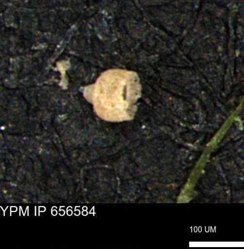 Clathrocyclas (Clathrocyclas) irrasa
