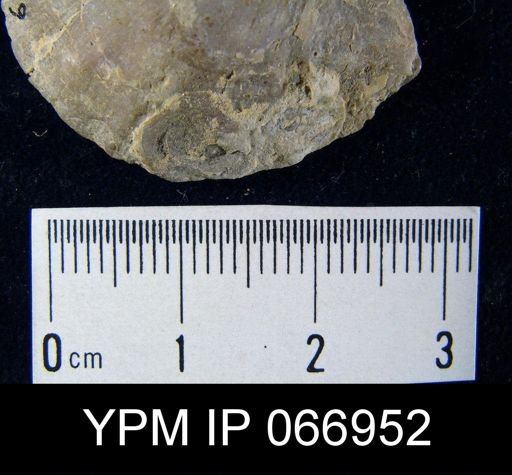 Crania famelica