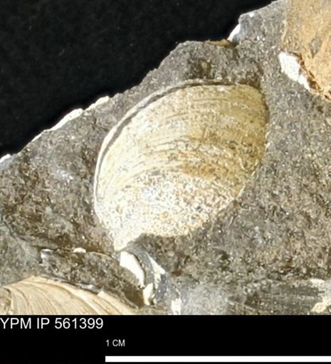 Limopsis?