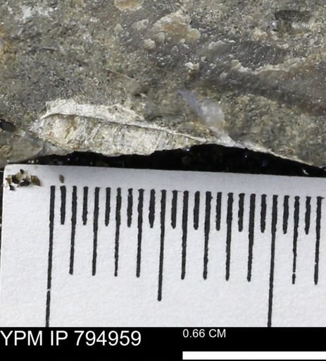 undet. Bivalvia