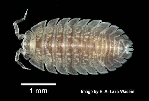 Armadilloniscus ellipticus