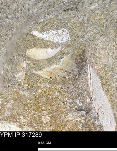 undet. Mollusca