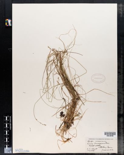 Carex brunnescens