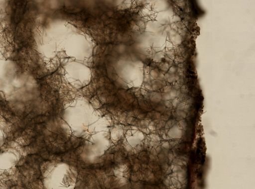 Haliclona sp.