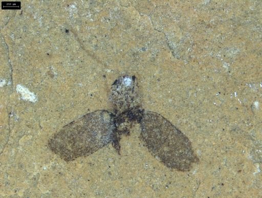 undet. Staphylinidae