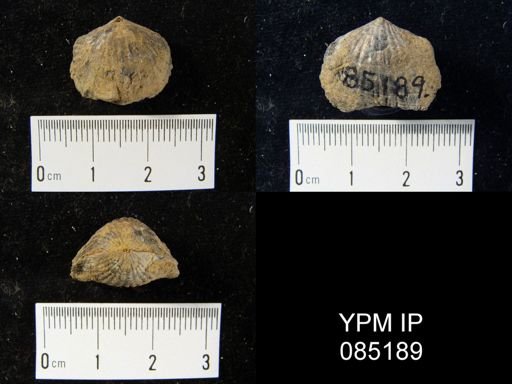 Atrypa reticularis