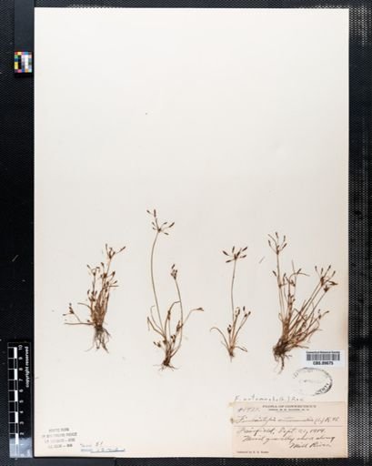 Fimbristylis autumnalis