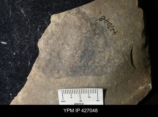 Paracarcinosoma sp.