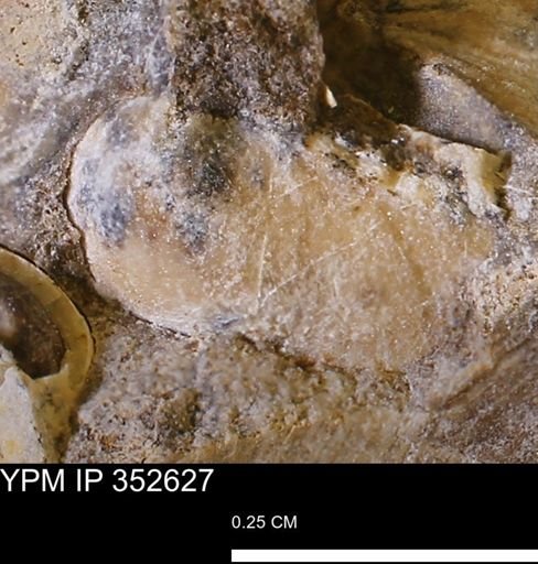 undet. Bivalvia