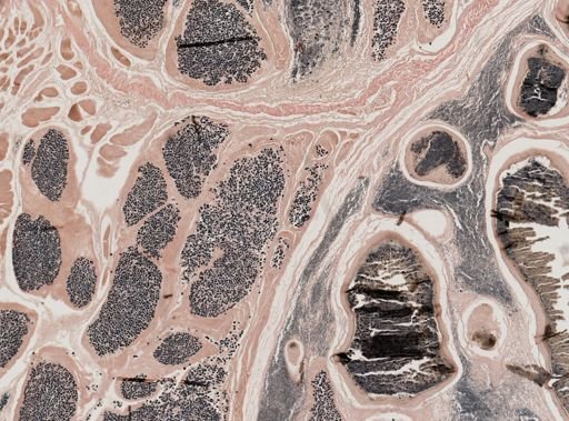Ichthyosporidium