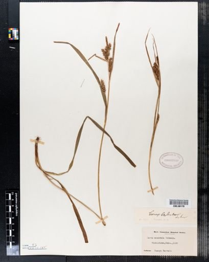 Carex scabrata