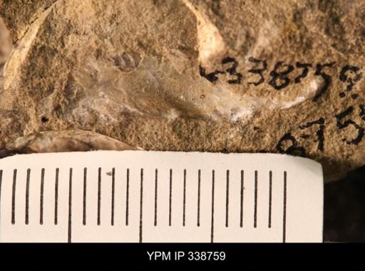 Protocardia subquadrata