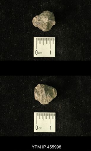 Platystrophia amoena