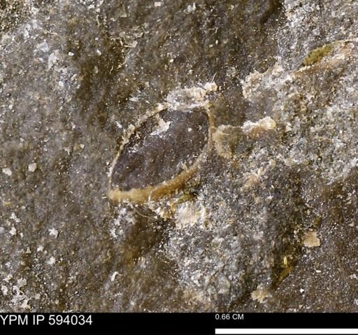 Limopsis striatopunctatus