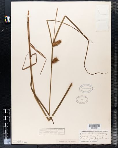 Carex tuckermanii