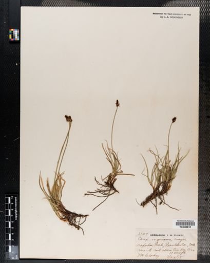 Carex