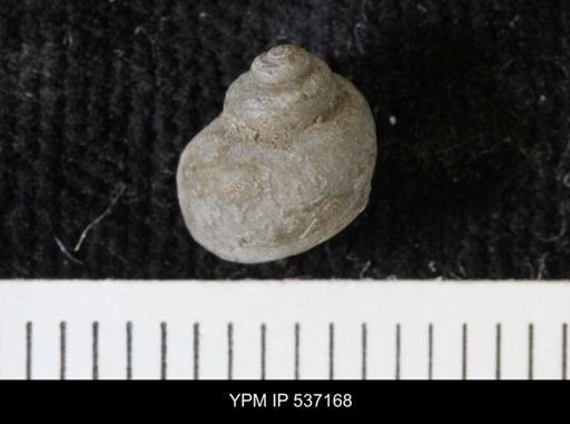 Viviparus montanaensis