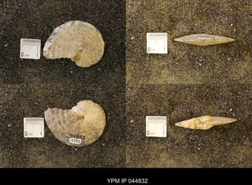 Sphenodiscus lenticularis