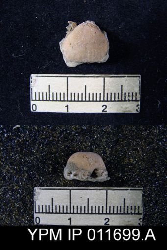Marginifera manzanica
