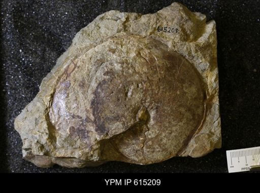 Coilopoceras novimexicanum