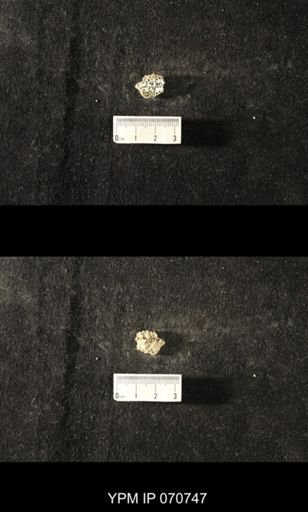 Favosites sp.