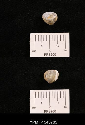 Protocardia sp.