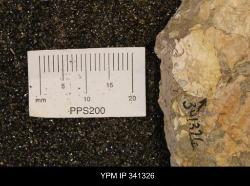 Scaphites sp.
