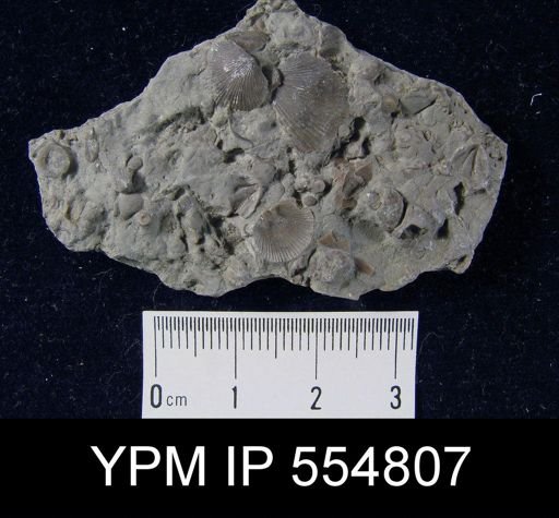 Rhipidomella uberis