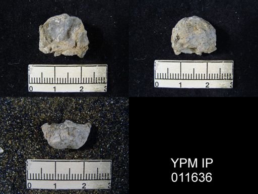 Marginifera popei minor
