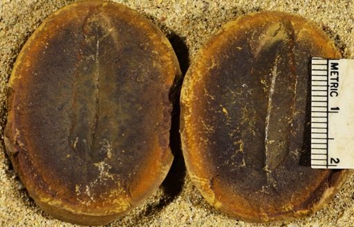 Pecopteris