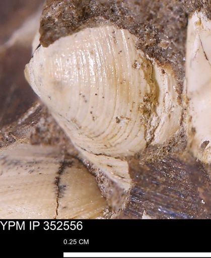 Limopsis striatopunctatus