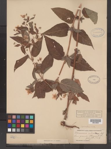 Plantae
