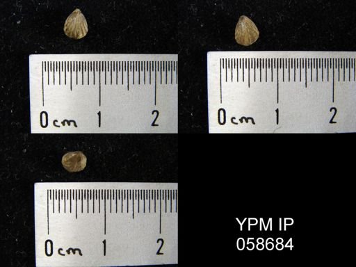 Camarotoechia sp.