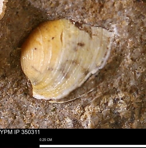 Limopsis striatopunctatus