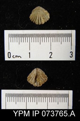 Camarotoechia perryvillensis