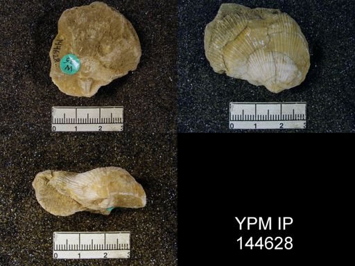 Derbya grandis