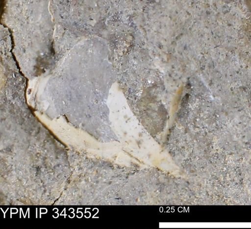 undet. Bivalvia