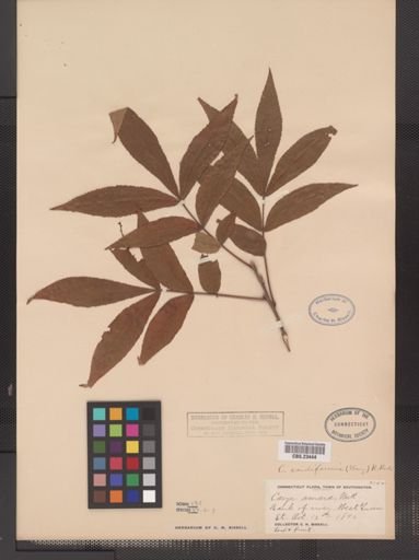 Carya cordiformis