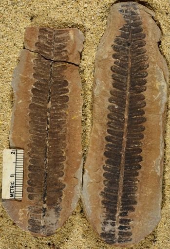 Pecopteris