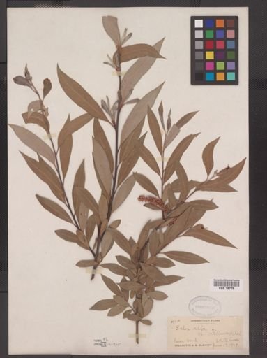 Salix alba