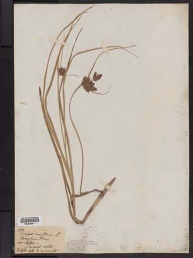 Plantae