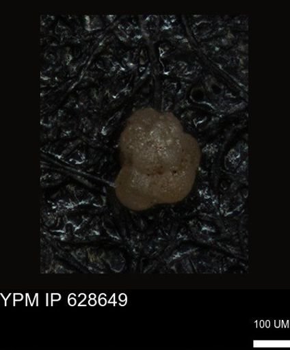 undet. Foraminiferida