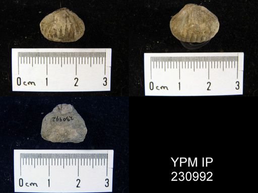 Rhynchopora magnicosta