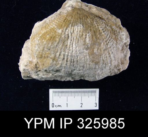Productus transversalis