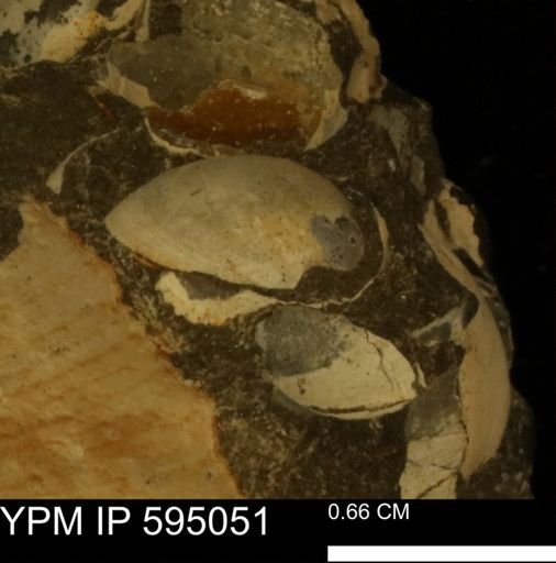 Protocardia sp.