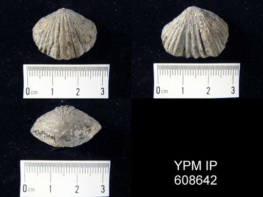 Rhynchotrema deckerensis