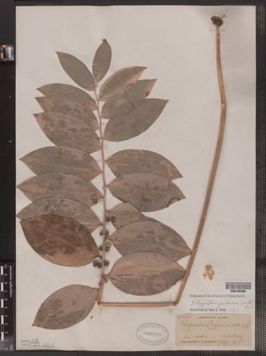 Polygonatum pubescens