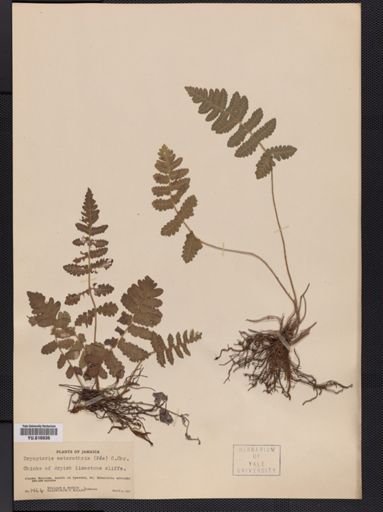 Dryopteris