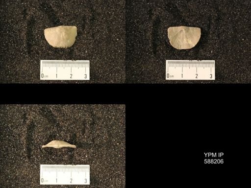 Streptorhynchus planoconvexa